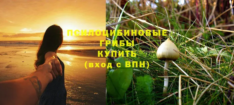 купить  сайты  Гдов  Псилоцибиновые грибы Magic Shrooms 